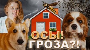 День на даче: буря и нашествие ос!
