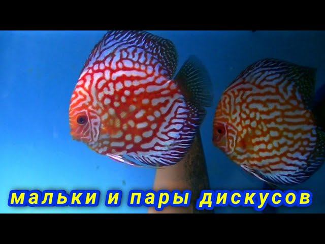 Работа на разводне с парами, мальком и подростками #discus #дискусы #разводня #aquarium #аквариум смотреть онлайн