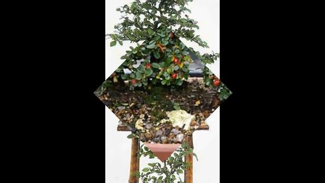 How to Care Cotoneaster Bonsai смотреть онлайн