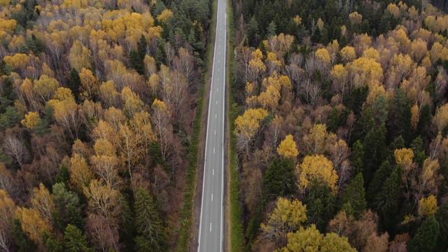 Dan Gibson’s Solitudes - Beauty Abounds | Forest Piano смотреть онлайн