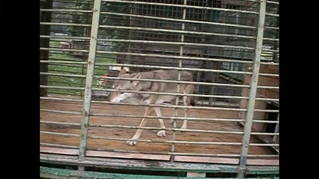 В челябинском зоопарке смотреть онлайн