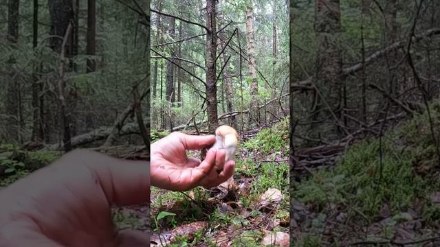 ГРИБЫ КАК С КАРТИНКИ. ОДИН ЛУЧШЕ ДРУГОГО. ИЮНЬ 2024 смотреть онлайн