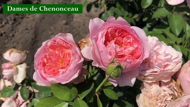 Миллион роз! В гостях у питомника Меховских. смотреть онлайн