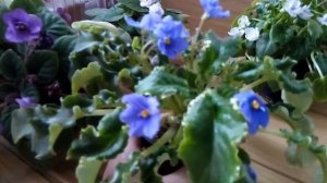 Трейлеры,что это такое,и что с ними делать.Это фиалки,и это удивительные фиалки!Уход и размножение.