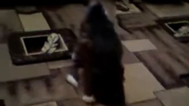 Кот без страха и упрека.mp4 смотреть онлайн