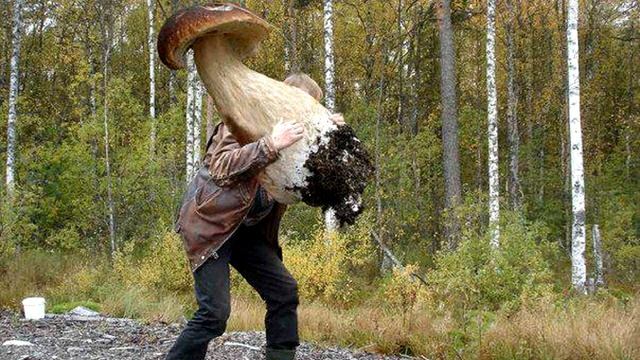 Happy (Уматурман). Песни под гитару. смотреть онлайн