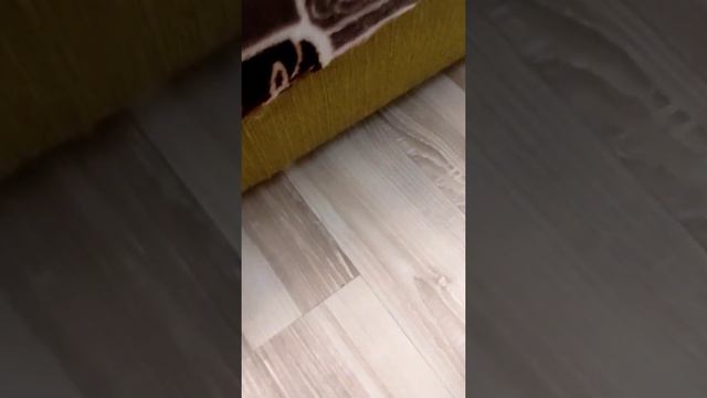 Кот застрял под кроватью смотреть онлайн