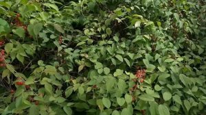 Как называется вид вишни?