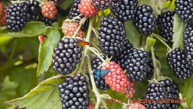Ежевика обыкновенная Полар (rubus fruticosa) ? ежевика Полар обзор: как сажать саженцы ежевики Пола смотреть онлайн