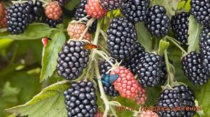 Ежевика обыкновенная Полар (rubus fruticosa) ? ежевика Полар обзор: как сажать саженцы ежевики Пола