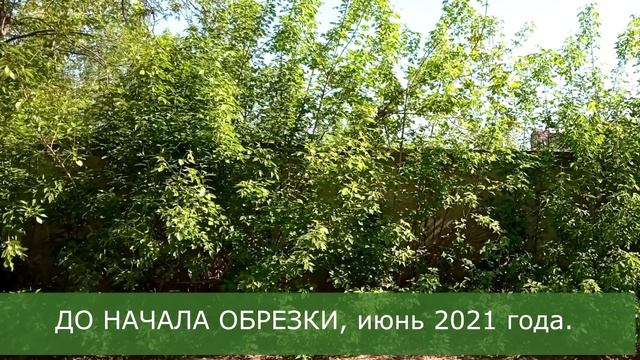 Клён изгородь