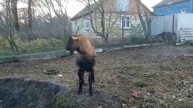 Оцените это Джек мне его предлагают купить смотреть онлайн