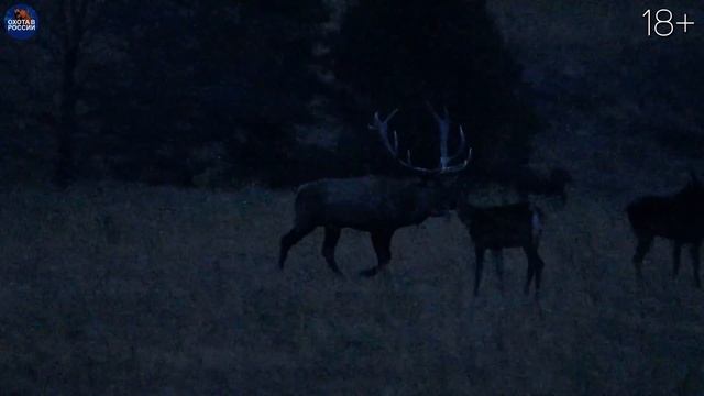 ПЕРЕСТРЕЛЯТЬ всех КАБАНОВ и СДАТЬ ХВОСТЫ смотреть онлайн