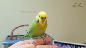 "Привет!"? Говорит попугай || Урок для обучения попугая № 4.1