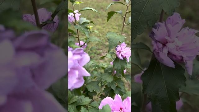 Wow very good purple color rose of Sharon Flowers 2022 смотреть онлайн