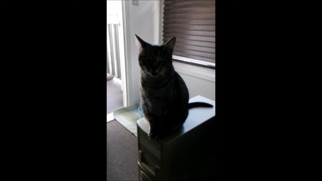 Sammy the all American Cat Combo 2 смотреть онлайн