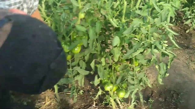 Самый ранний крупный и вкусный томат. смотреть онлайн