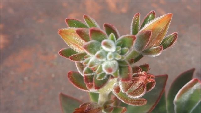 Echeveria Pulvinata Ruby - Suculentas De Coleccion