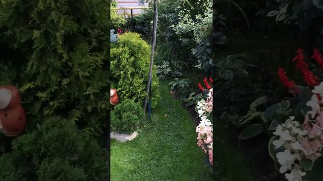 Гортензии в Сибири, Томск. смотреть онлайн