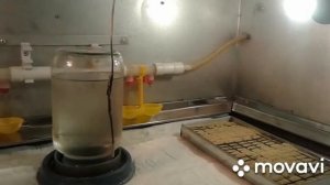 Дезинфекция брудера. Подготовка к вылупу перепелят