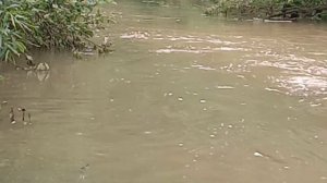 Рыбалка на реке! Ловля ельца!