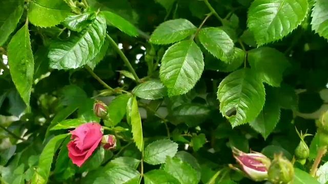 Сад в июне - июле #цыплята брамы Изабель смотреть онлайн