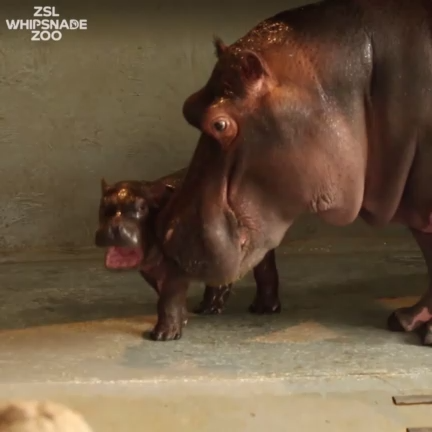 В английском зоопарке родился бегемотик смотреть онлайн