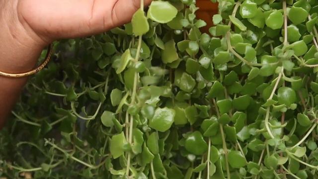 How to Grow Swedish ivy / Tangled heart plant | Hanging plants Care ! Gardening Malayalam смотреть онлайн