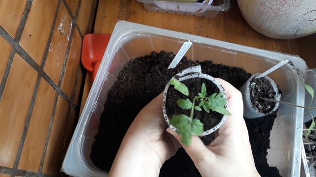 Как помочь вытянувшейся рассаде томатов. смотреть онлайн