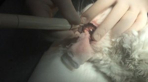 Чистка Зубов Коту и Удаление Зубного Камня