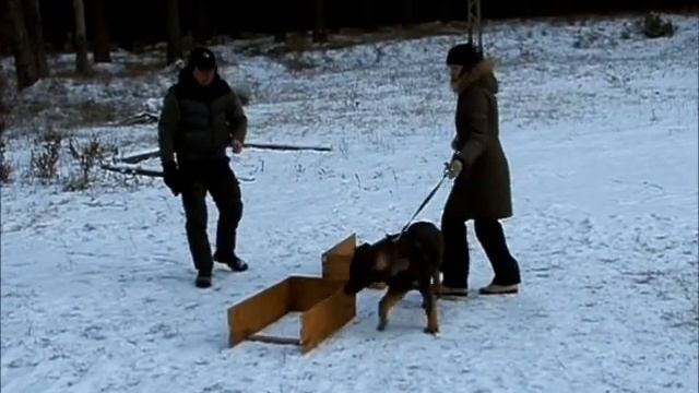 Некоторые варианты использования боксов для тренировок в разделе "послушание" смотреть онлайн
