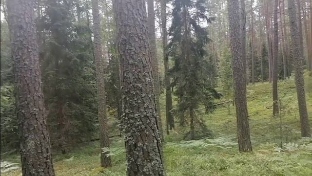 Мистер танк