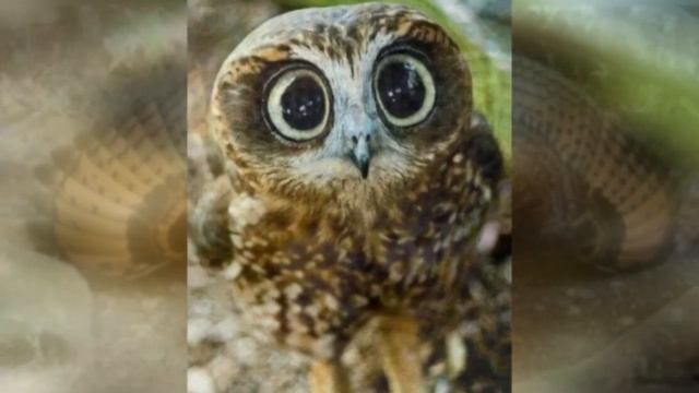 СовАриум / слайд - шоу смотреть онлайн