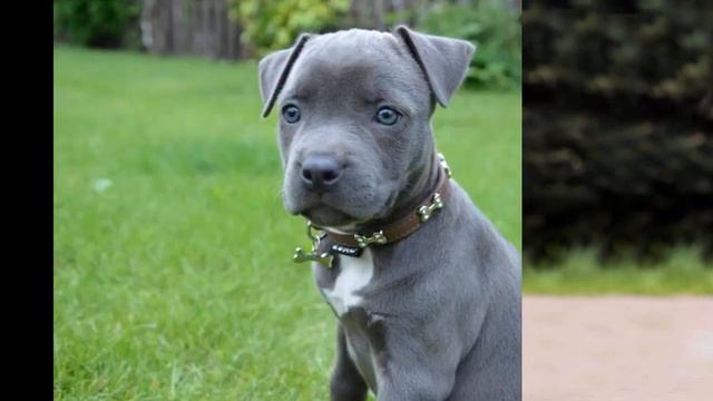 Стаффордширский терьер. Описание и особенности породы