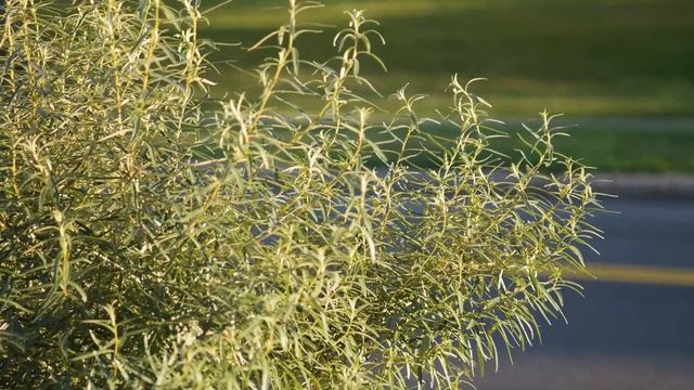 Hippophae rhamnoides - Sea Buckthorn; Common Sea Buckthorn смотреть онлайн