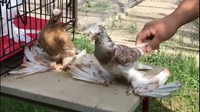 Майк Тайсон дал $2,000,000 голубям! Двухчубые голуби. Tauben. Pigeons. Palomas. Pombos. 비둘기.