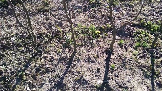 Весенний уход за 3-летней живой изгородью из граба обыкновенного смотреть онлайн