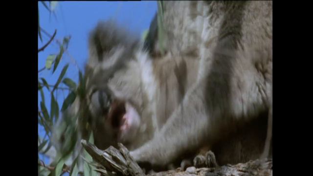 The Very Stupid Biology of the Koala смотреть онлайн