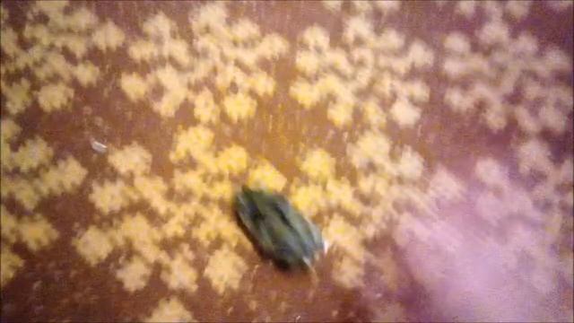 Как приручить джунгарского хомяка к рукам ? День 1. (23.07.19) смотреть онлайн