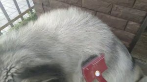 Ограждаю ТУИ? ОТ ЛЮБИМОЙ СОБАЧКИ? / ТРИМЕР МНЕ В ПОМОЩЬ?, ВСЁ ЗАРОСЛО?