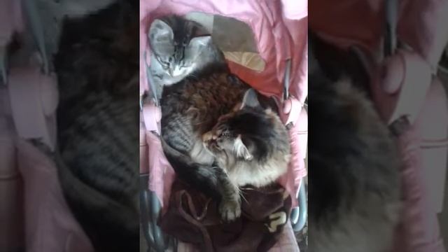 Домашняя кошка приняла бездомного котенка смотреть онлайн