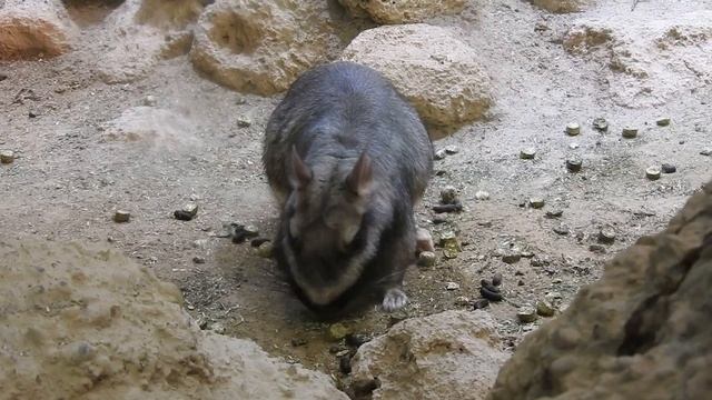 お食事するビスカーチャ　Plains viscacha　2017 1209 смотреть онлайн