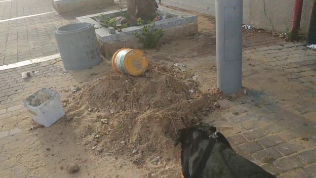 Прогулка с ротвейлером смотреть онлайн