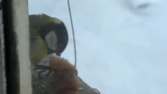 Синичкин день смотреть онлайн