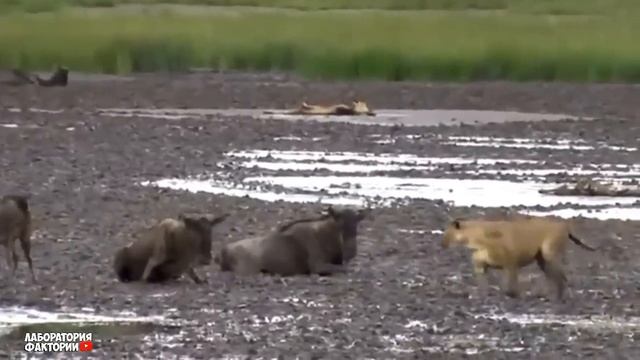 Эти Хищники Были Обречены! Редкие Сражения Животных , Снятые на Камеру смотреть онлайн