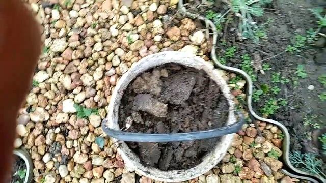 пришла посылка с саженцем" МИГДАЛЬ ЛУИЗИАНИЯ" так боюсь подвоха! смотреть онлайн