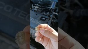 Как слить антифриз шеврале круз 1.6.