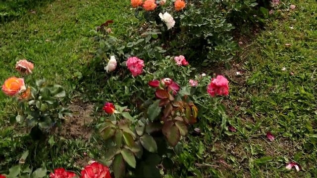 Видеопрогулка по поему розарию - первая клумба из 14. смотреть онлайн