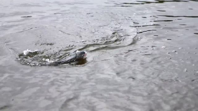 Обзор лучших спиннингов для ловли форели от японского бренда NORIES. Nories Trout Rods. смотреть онлайн