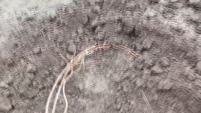 Актинидия,мини киви после зимы,снимаю утепление,раскрываю весной. смотреть онлайн